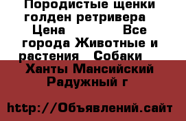 Породистые щенки голден ретривера › Цена ­ 25 000 - Все города Животные и растения » Собаки   . Ханты-Мансийский,Радужный г.